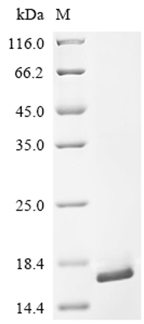 Recombinant Mouse Stabilin-1 (Stab1), partial (CSB-EP840296MO)