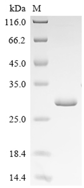 Recombinant Drosophila melanogaster Maternal protein pumilio (pum), partial (CSB-EP326575DLU)
