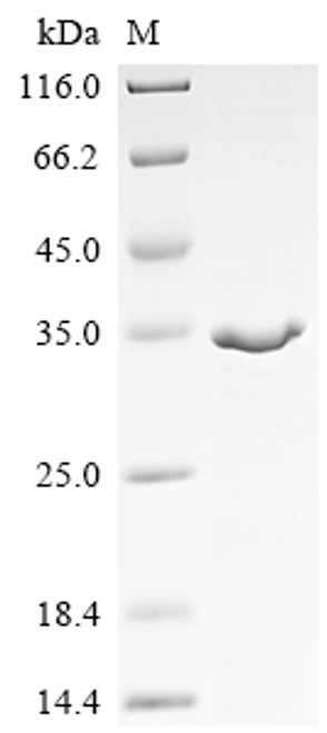 Recombinant Drosophila melanogaster Maternal effect protein staufen (stau), partial (CSB-EP329523DLU)