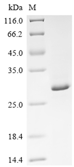 Recombinant Escherichia coli CsgBAC operon transcriptional regulatory protein (csgD) (CSB-EP344759ENV)