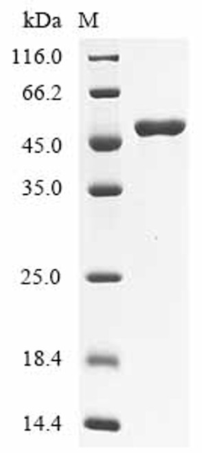 Recombinant Bovine Paraneoplastic antigen Ma2 homolog (PNMA2) (CSB-EP644429BOc7)
