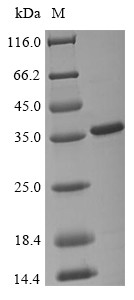 Recombinant Dengue virus type 2 Genome polyprotein (T2493G,G2494S,I2762T), partial (CSB-EP2239GLD(M))