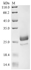 Recombinant Camelpox virus CMP85R (CMP85R), partial (CSB-MP5079CBR)