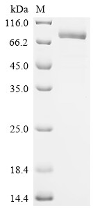Recombinant Human Desmoglein-3 (DSG3), partial, Biotinylated (CSB-MP007205HUj9-B)