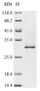 Recombinant Mouse ATP synthase subunit C lysine N-methyltransferase (Atpsckmt) (CSB-CF863495MO)
