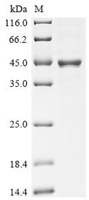 Recombinant Human Butyrophilin-like protein 2 (BTNL2), partial (CSB-MP883443HU3) Recombinant Human Butyrophilin-like protein 2 (BTNL2), partial (CSB-MP883443HU3)
