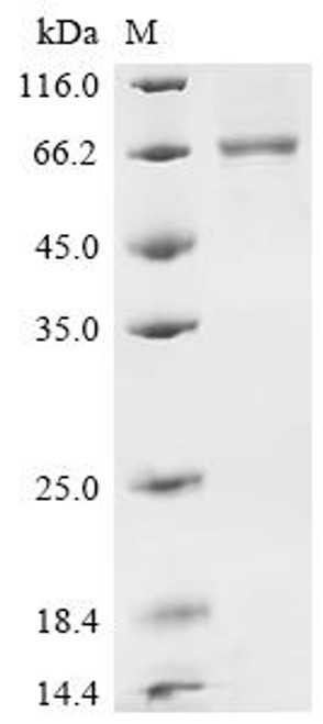 Recombinant Human Butyrophilin-like protein 2 (BTNL2), partial (CSB-MP883443HU4(F7))