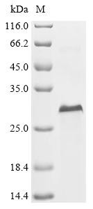 Recombinant Mouse Multiple epidermal growth factor-like domains protein 6 (Megf6), partial (CSB-EP767327MO)