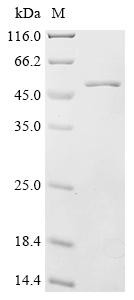 Recombinant Mouse N-myc-interactor (Nmi) (CSB-EP015893MO)