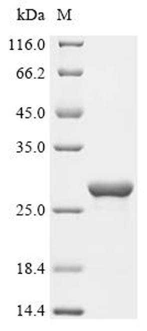 Recombinant Escherichia coli Chemotaxis protein CheW (cheW) (CSB-EP364282ENV)
