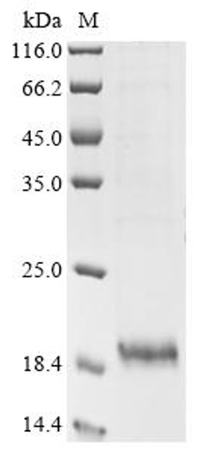 Recombinant Pig Protegrin-2 (NPG2), partial (CSB-EP341296PI)