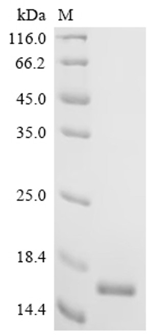 Recombinant Conus marmoreus Chi-conotoxin MrIA (CSB-EP348369DWDe3)