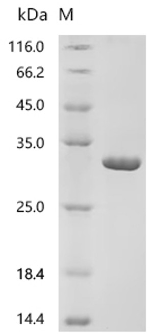 Recombinant Mouse Regenerating islet-derived protein 3-beta (Reg3b) (CSB-EP333982MO)