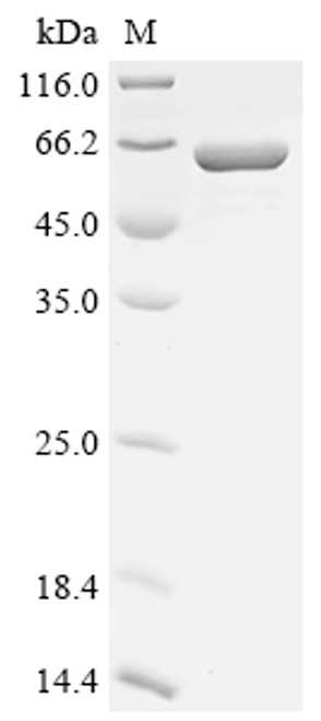 Recombinant Streptococcus pneumoniae serotype 4 Galactose-1-phosphate uridylyltransferase 1 (galT1) (CSB-EP839574FMWc7)