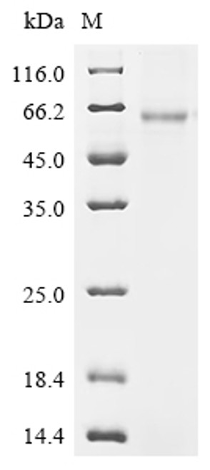 Recombinant Mouse Small proline-rich protein 2B (Sprr2b) (CSB-EP022613MOc0)