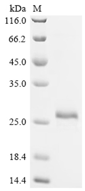 Recombinant Human Vascular endothelial growth factor A (VEGFA), Biotinylated (CSB-MP025833HU(F4)-B) Recombinant Human Vascular endothelial growth factor A (VEGFA), Biotinylated (CSB-MP025833HU(F4)-B)