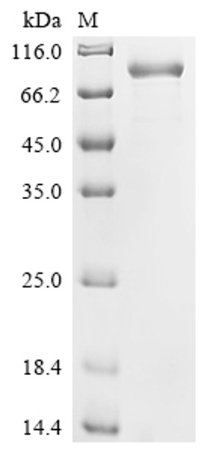 Recombinant Human Cadherin-10 (CDH10), partial (CSB-MP897318HU)