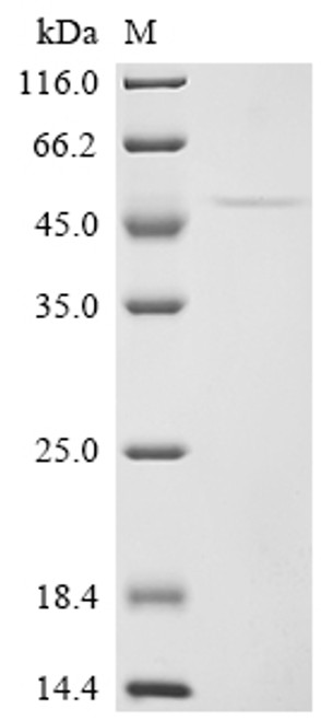 Recombinant Pig Tumor necrosis factor receptor superfamily member 5 (CD40), partial (CSB-YP851448PIc7)