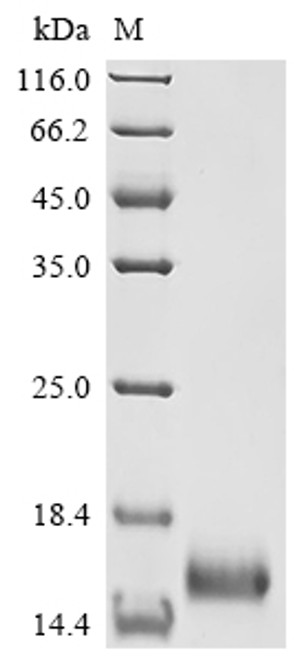 Recombinant Mycobacterium tuberculosis Protein Rv1269c (Rv1269c) (CSB-YP358663MVZ)