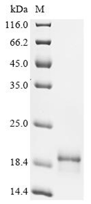 Recombinant Dog Myoglobin (MB) (CSB-YP013529DO)