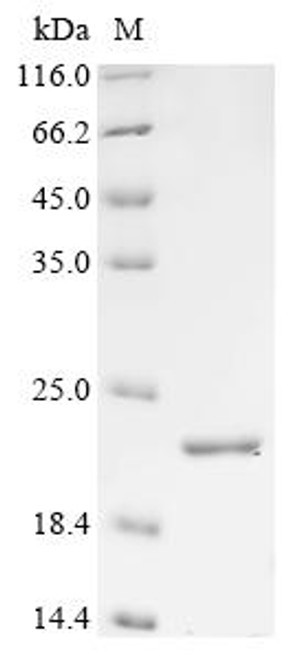 Recombinant Sheep Interferon tau-1 (IFNT1) (CSB-YP350007SH)