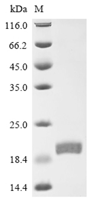 Recombinant Mouse Interferon alpha-2 (Ifna2) (CSB-YP365593MO)