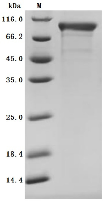 Recombinant Macaca fascicularis Cadherin 6 (CDH6), partial (Active) (CSB-MP4958MOV)