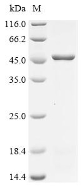 Recombinant Human herpesvirus 6B Envelope glycoprotein B (gB), partial (CSB-EP327525HKA)