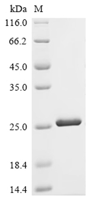 Recombinant Human Cyclic AMP-dependent transcription factor ATF-7 (ATF7), partial (CSB-EP002279HUc7)