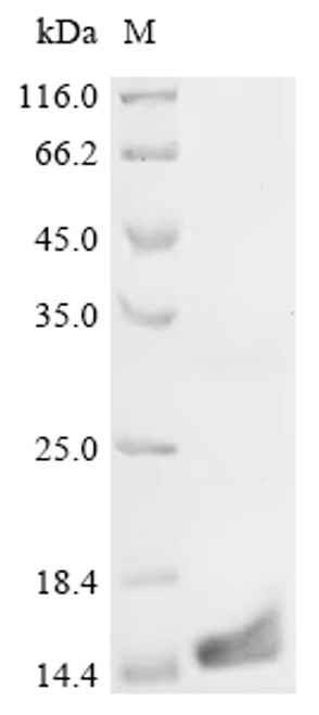 Recombinant Mouse Regenerating islet-derived protein 3-beta (Reg3b) (CSB-EP333982MOe1)