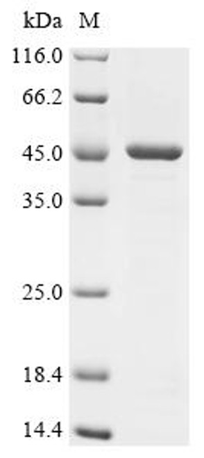 Recombinant Outer membrane protein F (ompF) (CSB-EP710022SWW)