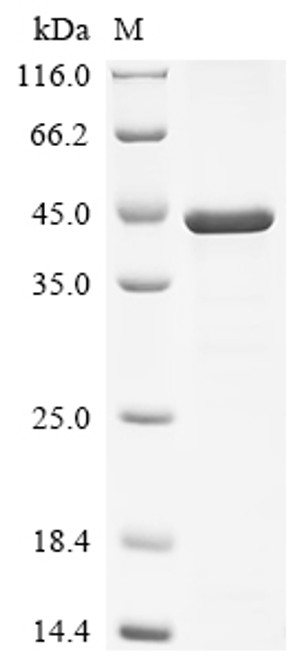 Recombinant Human Mitotic checkpoint protein BUB3 (BUB3) (CSB-EP002884HUb1)