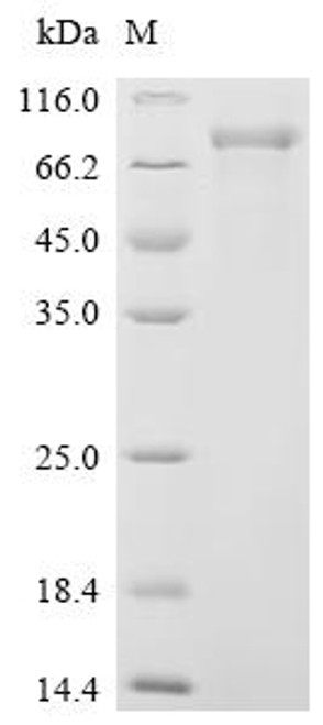 Recombinant Human Cadherin-9 (CDH9), partial (CSB-MP892342HU)