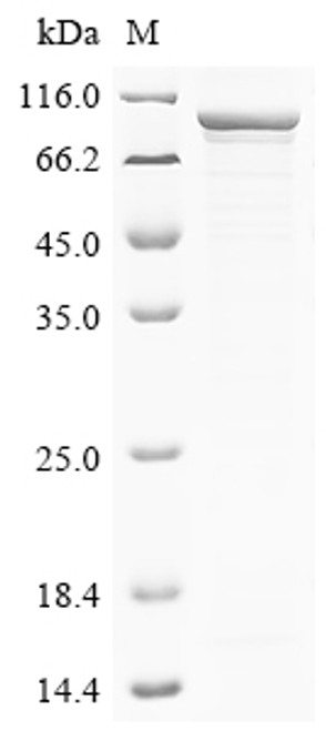Recombinant Influenza A virus Polymerase basic protein 2 (PB2) (CSB-EP361051IFZ(A4))