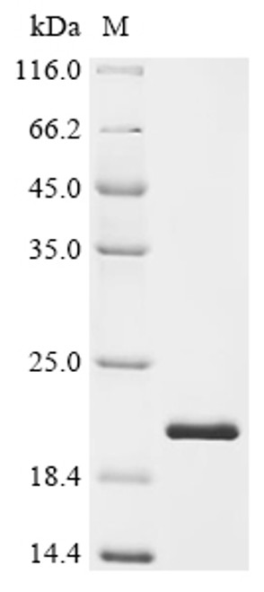 Recombinant Human Neurotrophin-4 (NTF4) (CSB-EP016121HU)