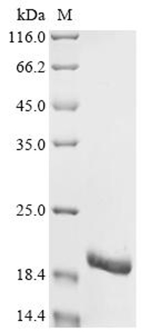 Recombinant Enterobacteria phage Qbeta Coat protein (CSB-EP356100FQZ)