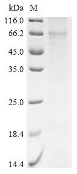 Recombinant Mouse Parathyroid hormone/parathyroid hormone-related peptide receptor (Pth1r) (CSB-CF018988MO)