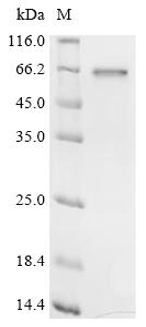 Recombinant Orientia tsutsugamushi 56 KDA type-specific antigen (CSB-CF327749OCJc7)