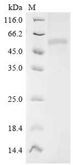 Recombinant Human Butyrophilin-like protein 2 (BTNL2), partial (CSB-MP883443HU(F7))