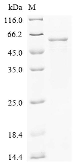 Recombinant Human Butyrophilin-like protein 2 (BTNL2), partial (CSB-EP883443HUc7)