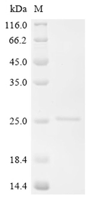 Recombinant Macaca fascicularis Hemoglobin subunit alpha-A/Q/R/T (CSB-EP325146MOV)