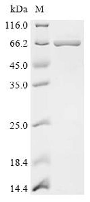 Recombinant Bacillus subtilis Putative flagellin YvzB (yvzB), Biotinylated (CSB-EP518467BRJ-B)