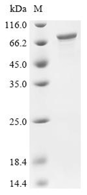 Recombinant Mouse Paraspeckle component 1 (Pspc1) (CSB-EP018937MO)