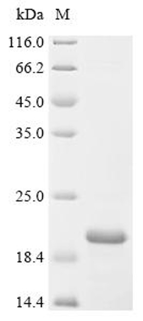 Recombinant Escherichia coli Protein rof (rof) (CSB-EP360335ENV)