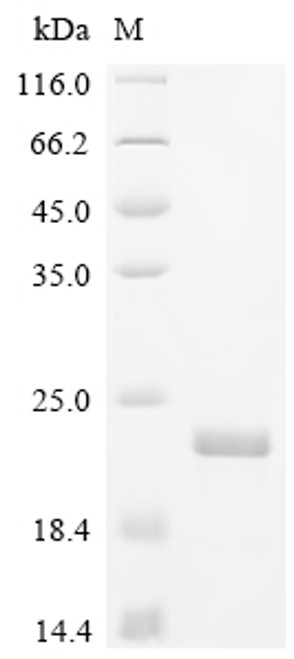 Recombinant Zea mays Profilin-1 (PRO1) (CSB-EP017824ZAX)