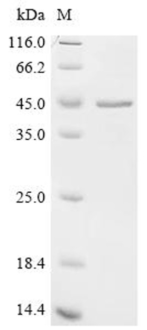 Recombinant Pig Coagulation factor VIII (F8), partial (CSB-EP007932PI)