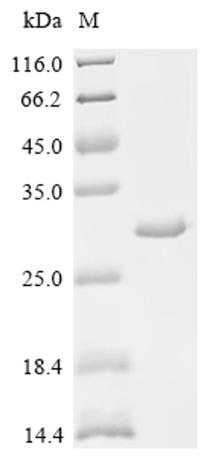 Recombinant Pig Parathyroid hormone/parathyroid hormone-related peptide receptor (PTH1R), partial (CSB-EP018988PI2)