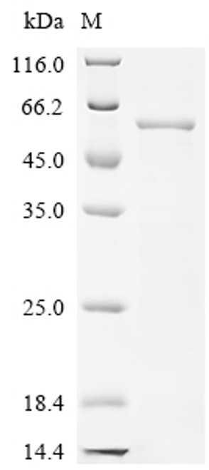 Recombinant Saccharomyces cerevisiae Saccharopepsin (PEP4) (CSB-EP362092SVGa2)