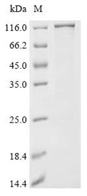 Recombinant Escherichia coli Cellulose synthase operon protein C (bcsC) (CSB-EP330747ENV(A4))