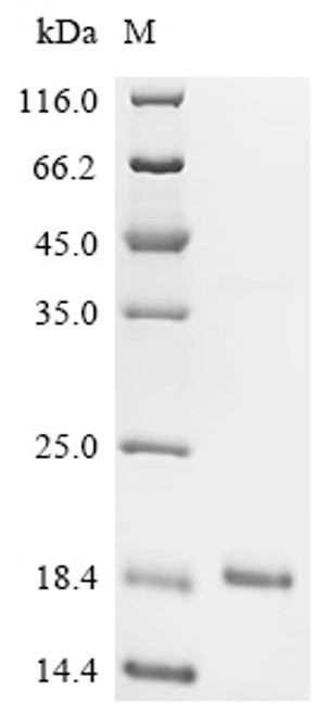 Recombinant Mouse Insulin-1 (Ins1) (CSB-EP355623MOa1)